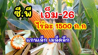 ข้าวโพดพันธุ์ CP. M26 🌽