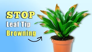 STOP Dracaena Brown Leaf Tips Problem// Dracaena Plant Care