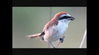 アカモズ囀り／Brown shrike