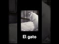 El gato