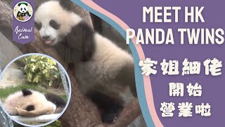 香港大熊貓龍鳳胎「家姐」「細佬」正式開始營業啦！ HK Panda Babies starts meeting public!!! #香港大熊貓 #panda #香港 #大熊貓