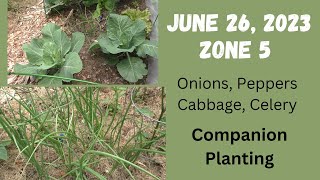 Companion planting with onions, peppers, cabbage, broccoli and celery (What I've learned)