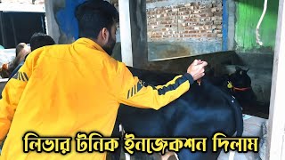 কম খরচে লিভারের সুরক্ষা। গরু মোটাতাজা করতে এই জিনিসগুলো না করলেই নয়।