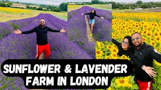 Sunflower \u0026 Lavender Farm in London | Hitchin Lavender | Sunflower Field | Lavender Field | Vlog