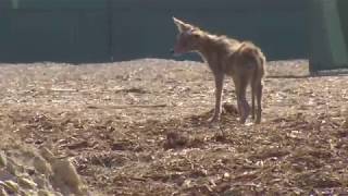 Bakersfield residents dealing with new neighbors: coyotes