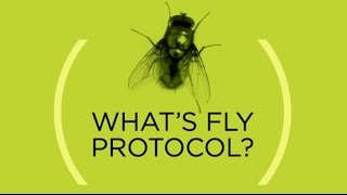 Fly Protocol | Cedars-Sinai