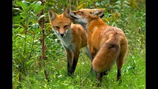 Best fox sound effect _ mating call
