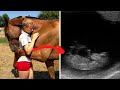 Horse Keeps Hugging Woman – When Doctor Looks At Ultrasound He Calls The Police