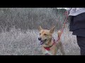 元保護犬「さんちゃん」 131 2025 1 25～2025 1 29 里帰り？に連れて行ってもらったよ