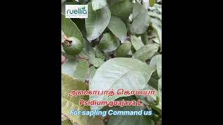 அலகாபாத்கொய்யா: Guava :#traditionalmedicine #antimicrobial #fruit #fruitplantnursery #fruitlover