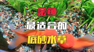 有了这种底砂和水草，养金鱼再也不怕它糟蹋了