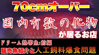 【ショップ訪問】国内でも有数の70cm超紅龍と人工飼料食爆食のアロワナ達がいるお店！前編：ドリーム熱帯魚　熱帯魚アクアリウム