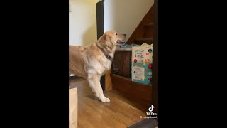 いじめられる犬😅#shorts