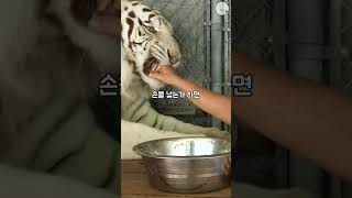 백호를 강아지처럼 다루는 여성들 ㄷㄷ;; #shorts