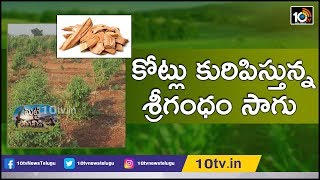 కోట్లు కురిపిస్తున్న శ్రీగంధం సాగు | Farmers Experience In Sandalwood Farming | Matti Manishi | 10TV