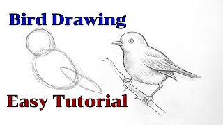 How to draw a bird drawing easy step by step Basic drawing lessons for beginners  pencil drawings