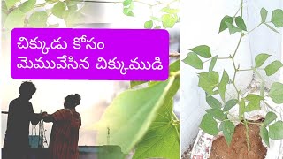 తీగజాతి మొక్కలు బాగ పెరగడానికి ఇది ఇవ్వాళి | harvest videos in telugu | #happyharvest