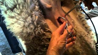 Awassi Fat Tail Sheep - Embryo Transfer