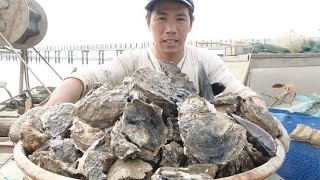 早上海水退得干，看见海底上长满一大片生蚝，小池过去捡了一大桶