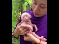 ​today the mother received a new member exchange from two neighbors. this baby monkey looks so cute