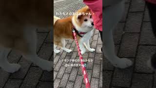 動物に触るのが苦手なおばあちゃん👵長年犬のいる暮らししてるのに…見てるとおもしろい🤭ww#秋田犬 #いぬのいる暮らし #お散歩 #いぬのいる生活 #犬