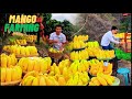 The Sweetest Mango Harvest | Modern Mango Farming Techniques for High Yields