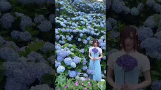 2023繡球花仙境-高家繡球花田/Hydrangea's heaven in Taiwan