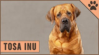 Tosa Inu Dog Breed Information