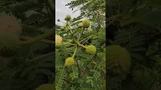 RIVER TAMARIND TREE #amazing #walkingtour #shortvideo #nature