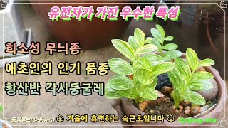 《황산반 각시둥굴레 》🌱애초인들의 인기 품종으로 겨울에 휴면하는 숙근초입니다.🌿