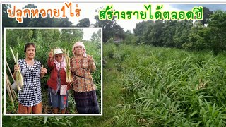 ปลูกหวายขายหน่อ1ไร่1งานสร้างรายได้ตลอดปีตลอดไป/grow rattan for sale