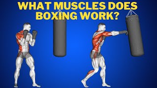 Does Boxing Build Muscle ? Muscles Targeted By Boxing workout |#boxinggym