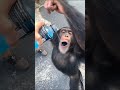 monkey drinking powerade 😂 shorts