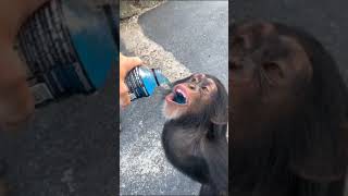 Monkey drinking powerade 😂 #shorts