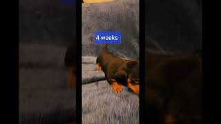 Watch dachshund puppies grow week 1 to week 6  #pets #foryou #adorable #dog #cute