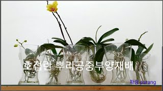 9.유리병에 물 안 넣고 10개월 기른 호접란 \