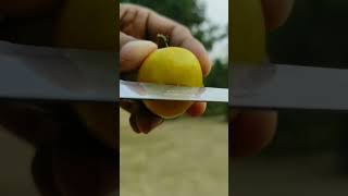 Cut Indian Jujube in winter season #2025 #shorts #youtubeshorts