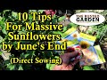 10 Tips to Have Massive Flowering Sunflowers in June: Direct Sow & More!