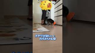 【本日のチャッピー】#猫#保護猫#おばあちゃん猫#おねだり#おやつ#癒し