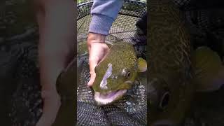 Dream marble trout #shorts #youtube #youtubeshorts #viralvideo #viralshorts #viral #fishing #trout