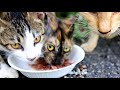 さくらねこ地域猫スポットにカルカン kalkan とシーバ sheba を給餌していたらえさやりさんと子猫が現れた 野良猫 感動猫動画 eosr5