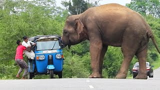 Wild Elephant Confronts Tuk-Tuk on Rural Road – Shocking Encounter!\