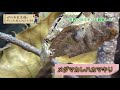 【最強】ニセハナマオウカマキリが格好良すぎる... 伊丹市昆虫館編part.04