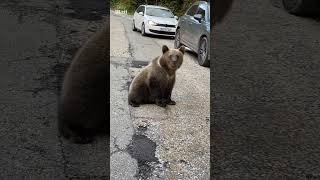 Bear family relaxes on side of road