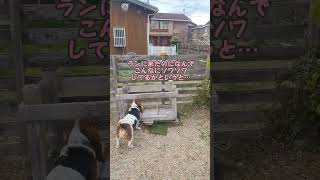 ドッグランでデブ活に勤しむ犬🐷🐕#shorts #しぇりの日常 #バセットハウンド #bassethounds #かわいい #ペット #癒し #犬 #dog #ドッグカフェ#ドッグラン#ワンズガーデン