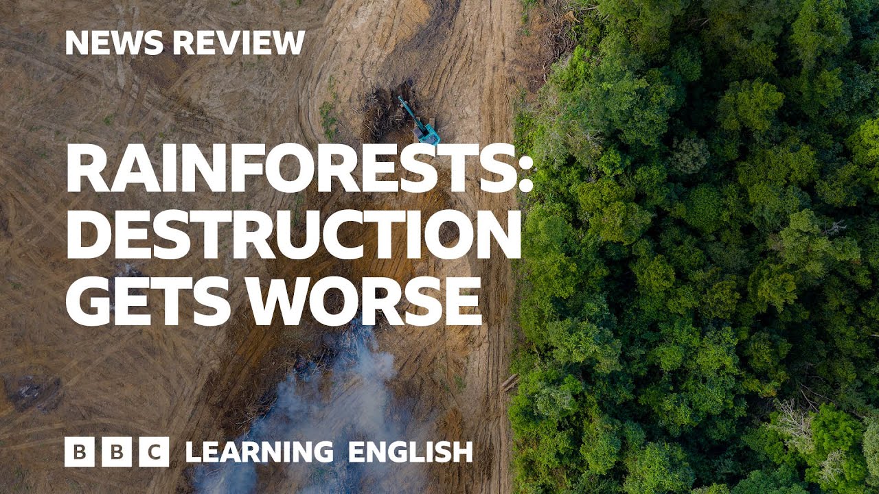 Rainforests: Destruction Gets Worse: BBC News Review - YouTube