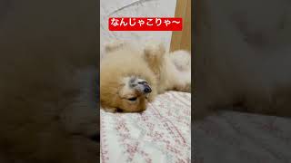 【びっくり】すごい格好で寝る犬がいました#かわいい #ポメラニアン #犬 #睡眠 #shorts