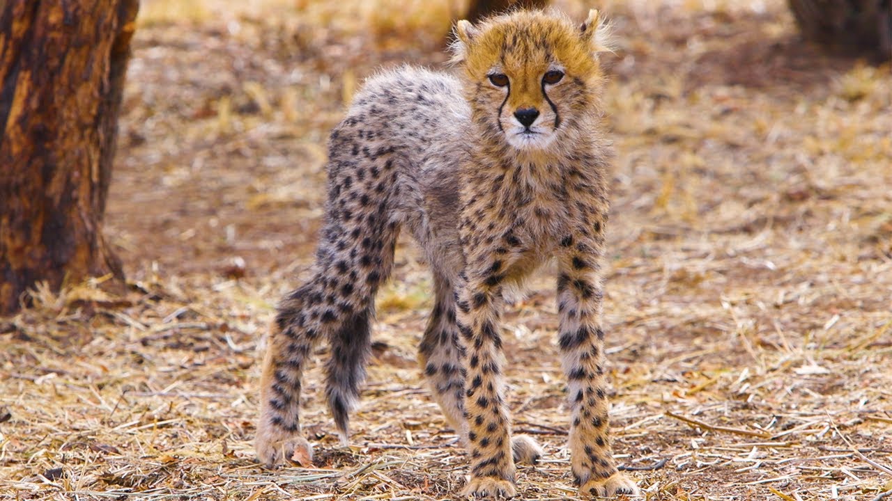 Cute Baby Cheetahs Make New Friends | The Lion Whisperer - YouTube