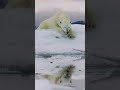 Play as a Polar Bear!