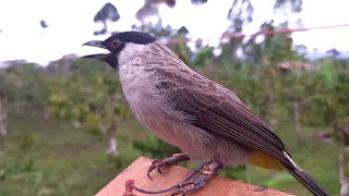 EDAN..!! Apa Jadinya Jika Adu Mental Pikat Burung Kutilang Sama Gacor di Temukan